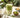 Grand verre de matcha latte crémeux avec fouet en bambou et bol de poudre de matcha vert vif