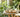 Petite table de jardin ronde avec un plateau à thé en bois, une théière et deux tasses, entourée de feuillage vert