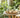Petite table de jardin ronde avec un plateau à thé en bois, une théière et deux tasses, entourée de feuillage vert