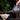 Théière Yixing noire motif fleurs gravé argile zisha gong fu cha